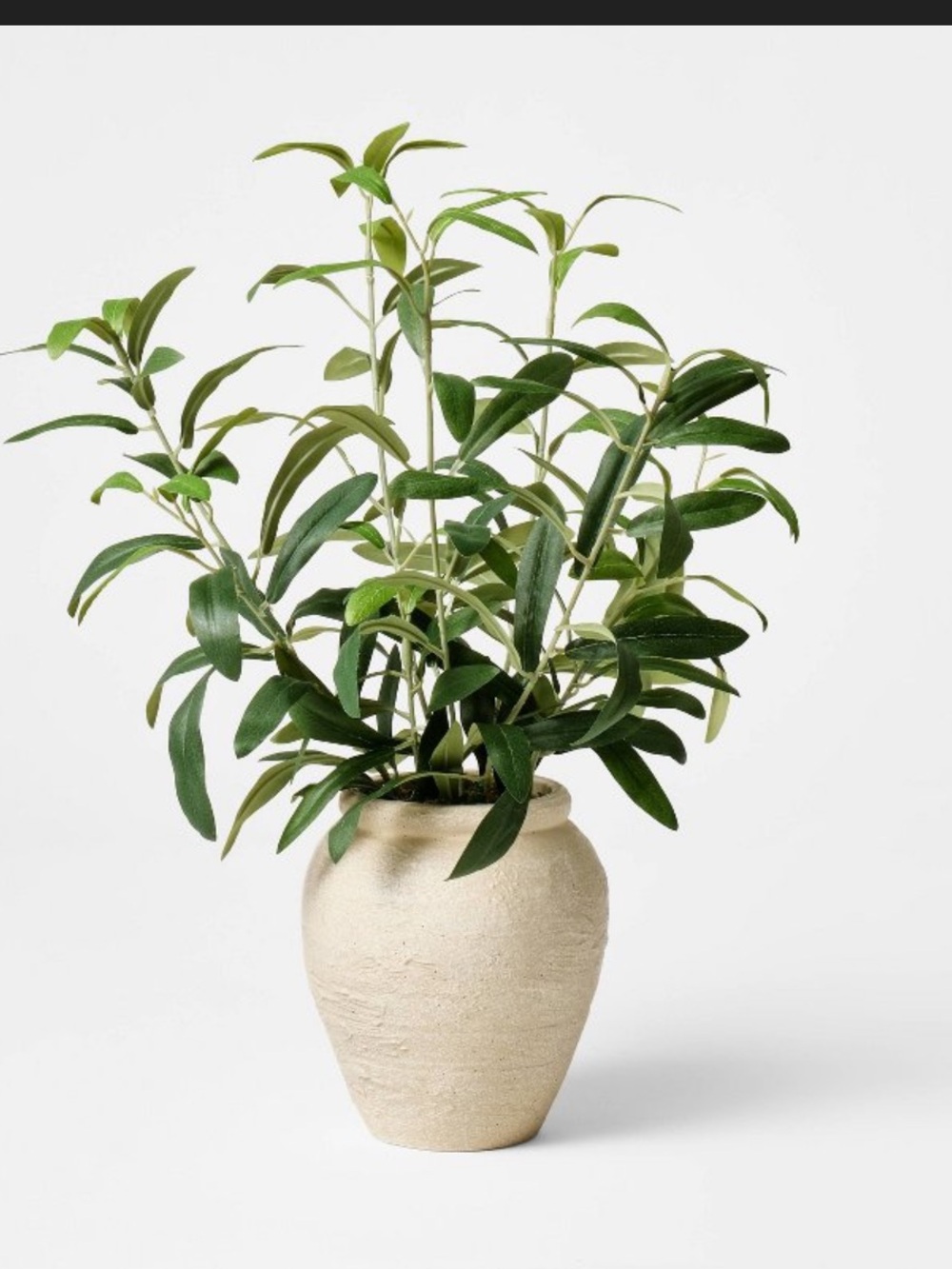 Small Olive Leaf Arrangement - Threshold™ designed with Studio McGee